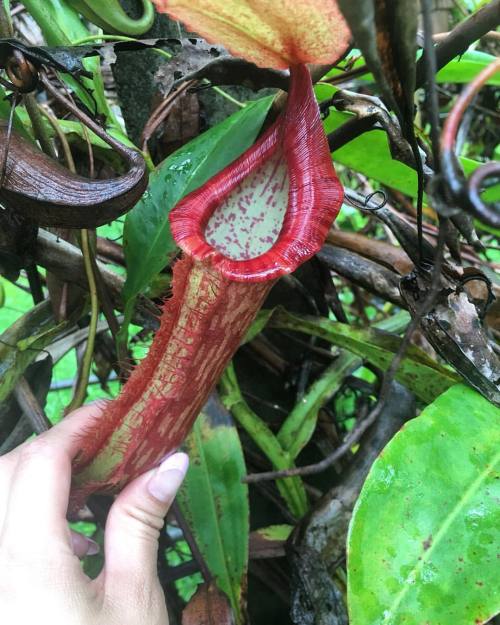 Nepenthes Mirabilis natural hybrid &hellip; #carnivorousplants #nepenthes #thailand #pitcherplan