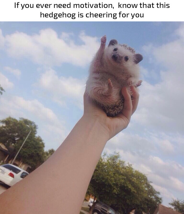 unamusedsloth:  All the motivation I need, tbh. 