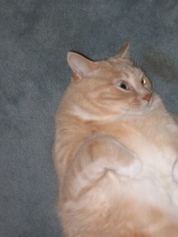 unflatteringcatselfies:  His name is Marshmallow and he’s both long and fat.