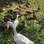 duckumentaries