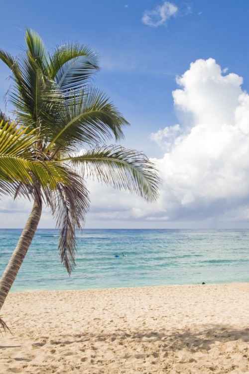 0ce4n-g0d:  Beach Palm Trees Riviera Maya | Grand Velas Riviera Maya