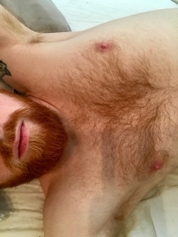 ginger-fur:@eastendboyz wanted to see more of my ginger pits - enjoy!!
