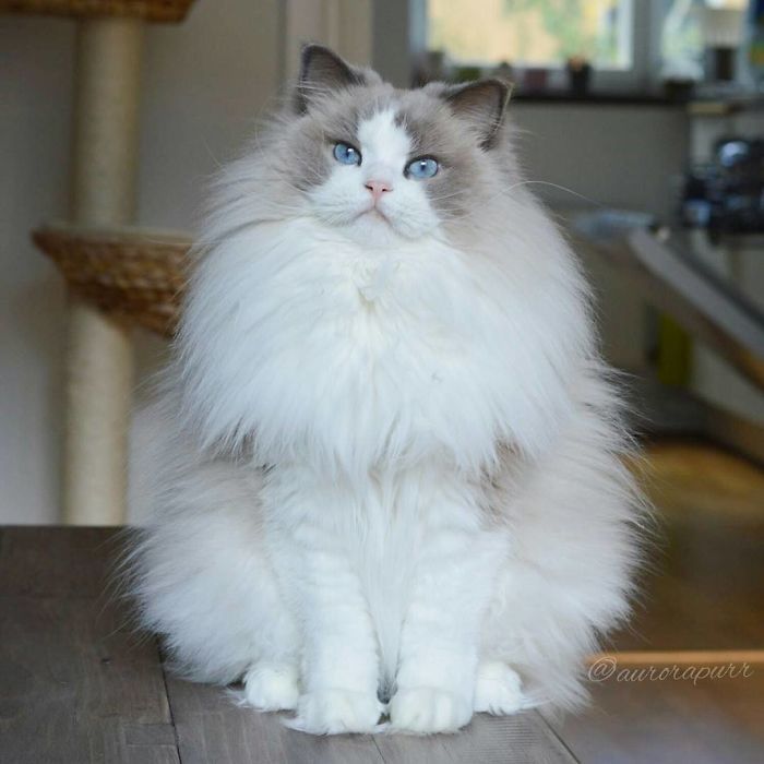 npr:culturenlifestyle:The Most Regal, Friendly and Fluffy Kitten In The World Is