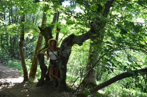 Inside a tree