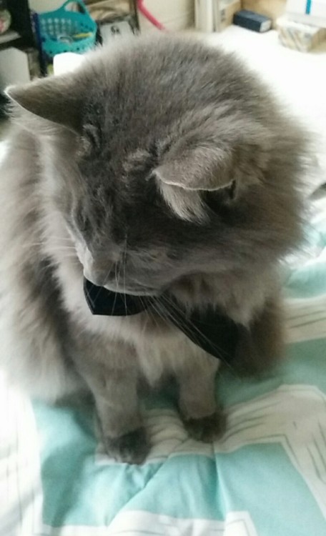 beautifullilith:Smokey Bear looking classy in a bow tie