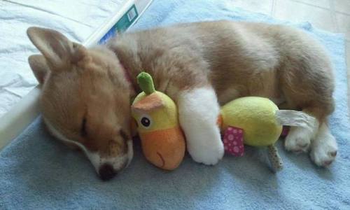 marnla:  cuteness-daily:  Cute animals with stuffed animals!  Never speak to me again
