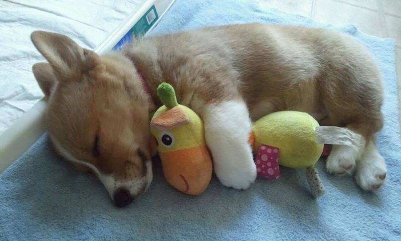 babyanimalsblog:  feeling sad? you need this blog on your dash!