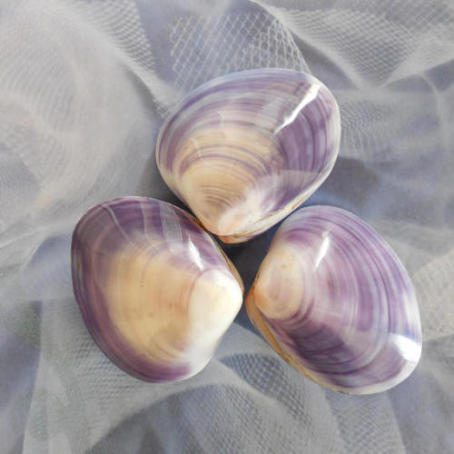 Purple Clam Shells //CoastalGlamour