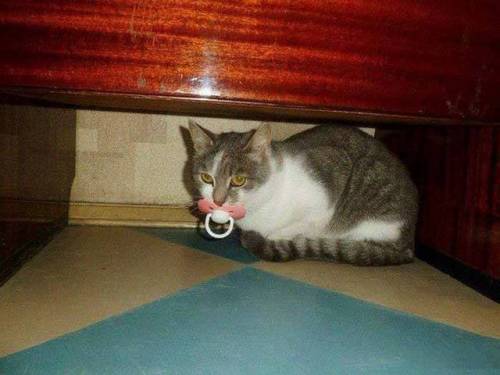 pretty-lil-mess:Omg. Kitty with a binky.  ~