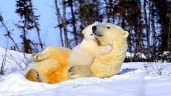 cute-overload:  Polar bear with cub.http://cute-overload.tumblr.com