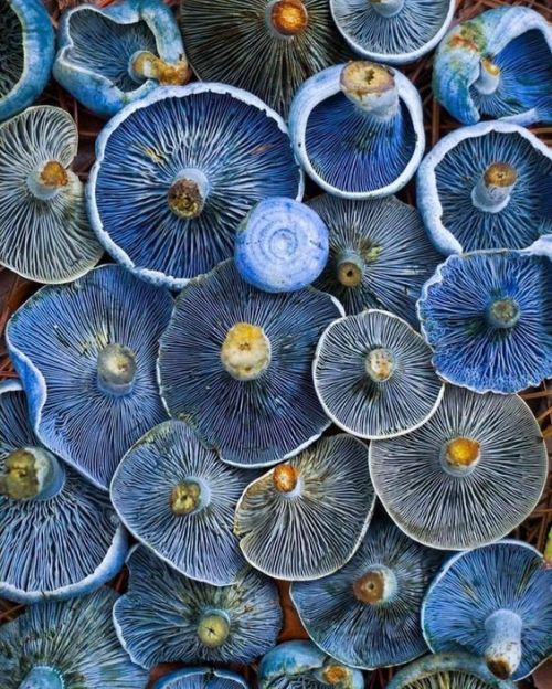 &ldquo;Lactarius Indigo&rdquo; Blue Mushrooms. Photo: Scott Stimpson.