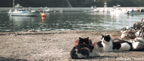 alxbngala:Tashirojima Cat Island [x]