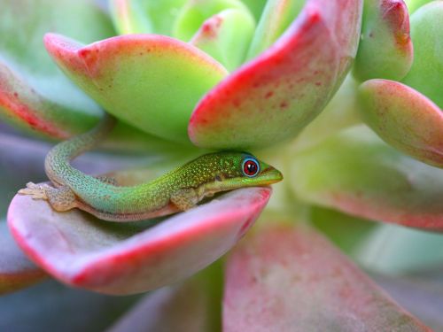 mathewhayes:Madagascar Day Gecko, MauiPhotograph by Lauren Hogan(via Gecko Picture — Maui Wallpaper 