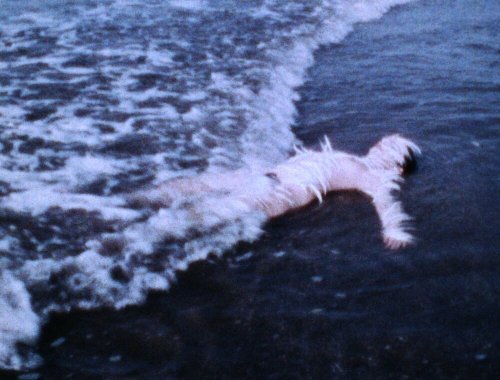 aconissa: Ana Mendieta, Ocean Bird (Washup), 1974 / Alexandr Hackenschmied, V krajině, 1976