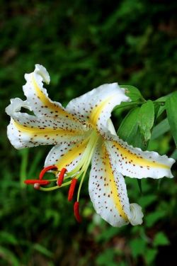 flowersgardenlove:  Golden-rayed Lily (ヤ