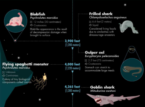 myfrogcroaked: bunjywunjy: spritle22: unexplained-events: 32 of the Most Bizarre Deep-Sea Creatures 