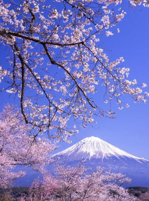 Spring In Japan By Satoshiの絶景 富士山
