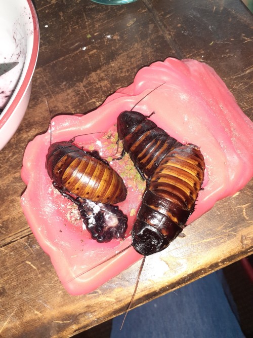 I Love Making These Bugs Little Meals