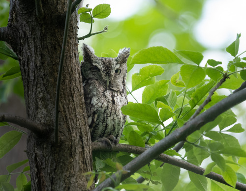 Sylvain MessierChronicles of Angrignon |  Female and Male spotted owls | Angrignon Park | South