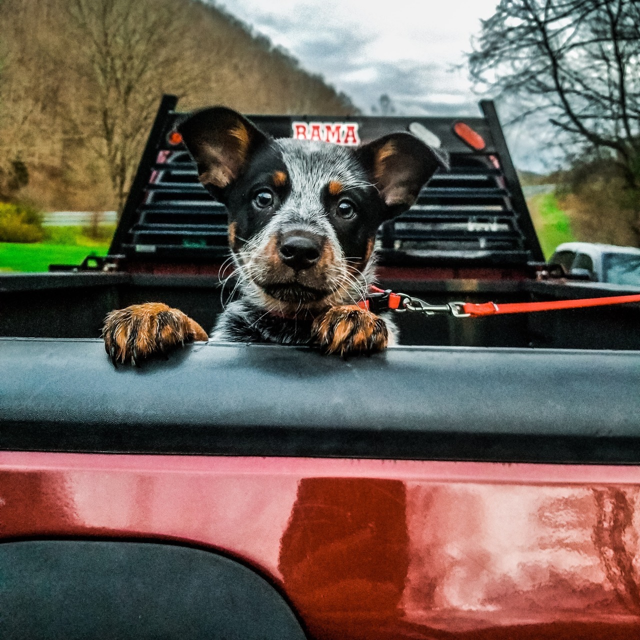 heartofappalachia:  Truck ✔ Puppy ✔
