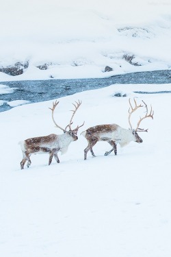 h4ilstorm:  Reindeer on ice (by CoolbieRe)