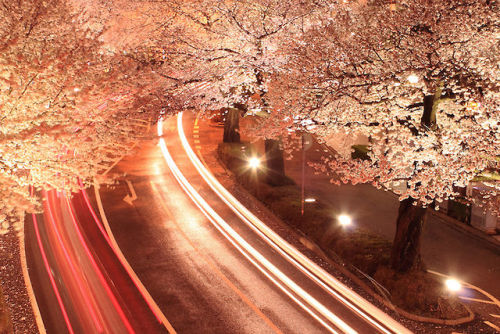 Sex  Long exposures photos of “Japan cherry pictures