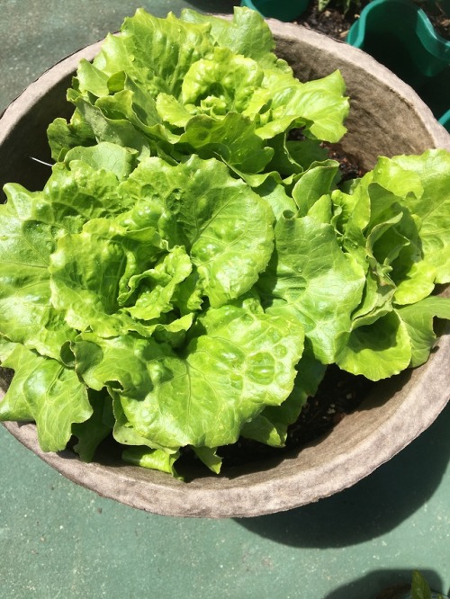 lettuce growing in my potted plant garden!