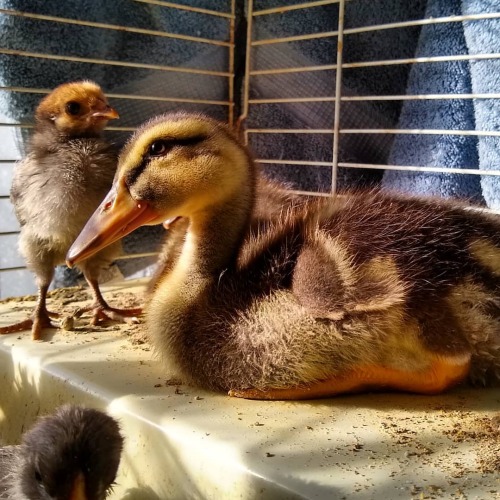 quickwitter:Hatched on the same dayDuckling and bantam Mille Fleur D'Uccle chickLate afternoon sunht