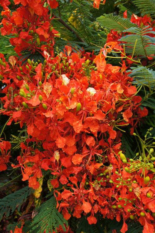 flora-file:Delonix regia (by flora-file) aka the flame tree or royal poinciana