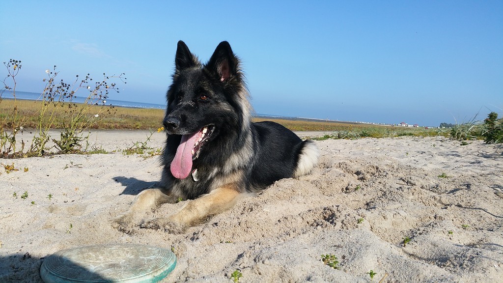 Happy on the North Sea beach in Hooksiel.
October 2020.