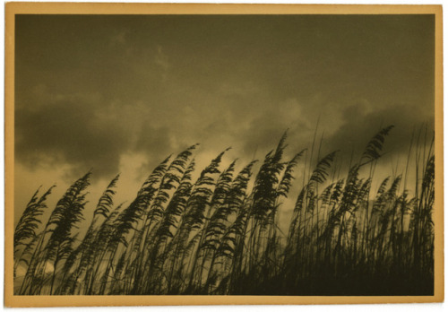 Love letter to Florida. Tea toned gelatin silver prints.