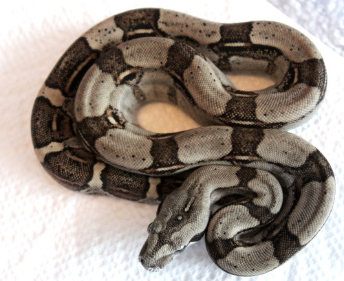 almightyshadowchan: The males from my recent Bessette-line BCL litter. Pictured in order are M01, M0