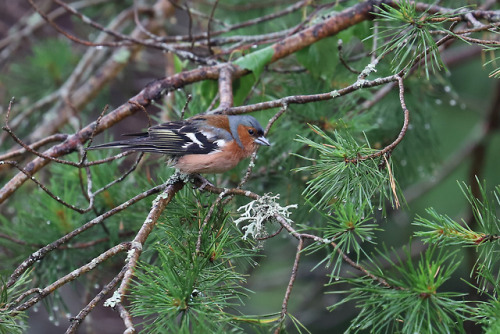 Eurasian nuthatch/nötväcka and Common chaffinch/bofink.