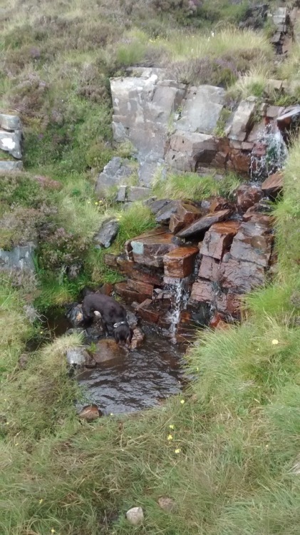 Have a crap gif of my lovely soggy spaniel bounding through some mud on Ben Hope - a Scottish mounta