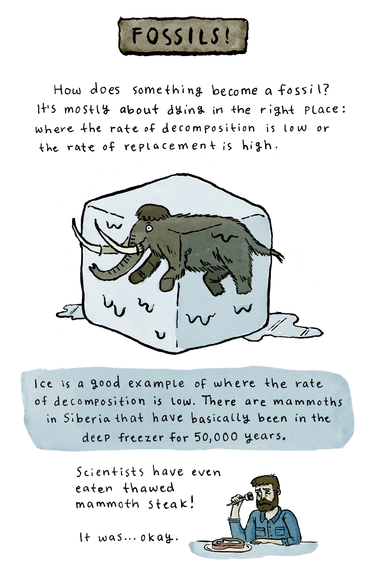 Fossils