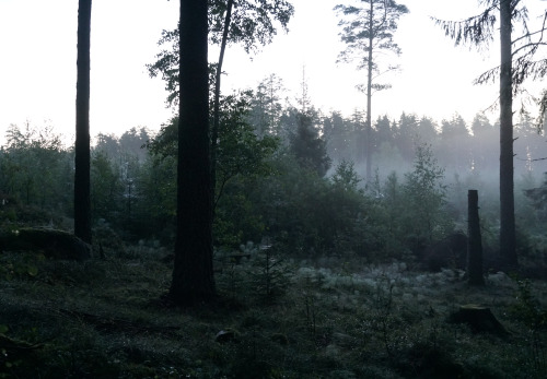panphotosweden: Foggy morning