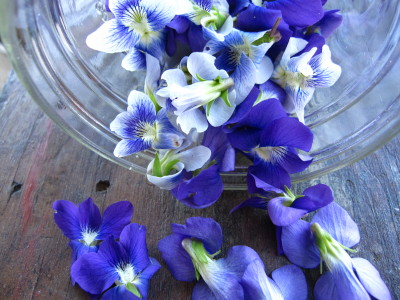 seawillowherbs:
“Violet Love! I wildcrafted a whole bunch to go into my vinegar I am creating for my shop! You can eat these and they go great in spring salads!
”