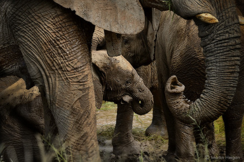 Elephants playing in the water by Martin_Heigan on Flickr.