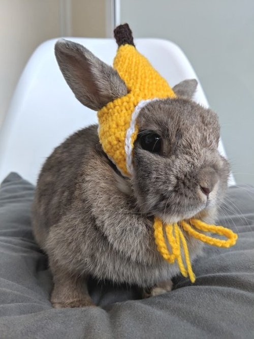 Banana Hat For Bunnies //HealthyNibbles