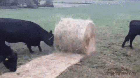 catgifcentral:  Rolling Out Dinner