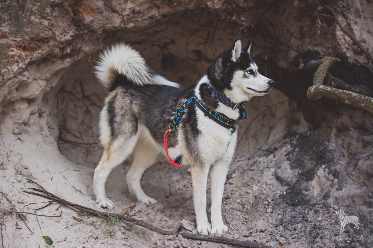 huskyhuddle:  My favorite photo from our hike the other day.  Look Ani’s little