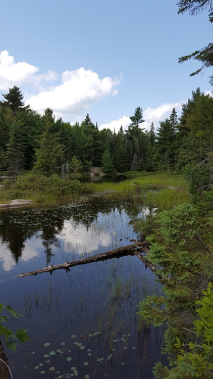 lavenderwaterwitch:Such a beautiful place to relax &amp; take in all the views Algonquin Park, O