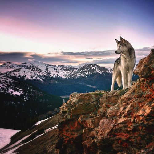 boredpanda:    I Take My Wolfdog On Epic Adventures Because I Hate To See Dogs Locked Away   