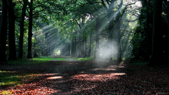 Welcome To The Forest Of The Elves