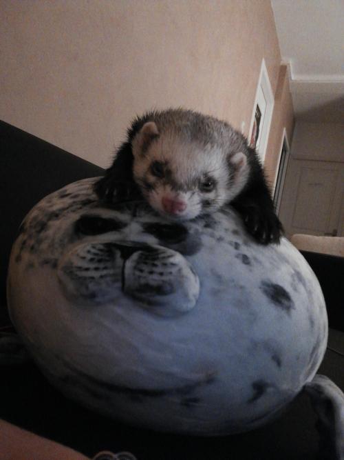 Repost from r/aww, my boy chilling on his plushie : ferrets
