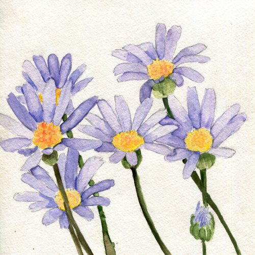 havekat: Blue StarsWatercolor and Gouache On Paper2016, 8″x 8″Marguerite Daisies