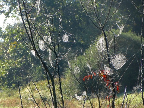 I saw these young dead trees with spider webs in them.