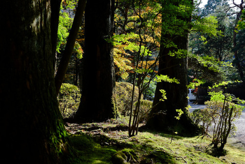 wanderlustjapan:Nikko by Akio Miyazawa