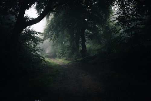 ardley:Forests of the United KingdomPhotographed by Freddie Ardley | website | instagram