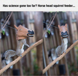 srsfunny:  Squirrel Feederhttp://srsfunny.tumblr.com/